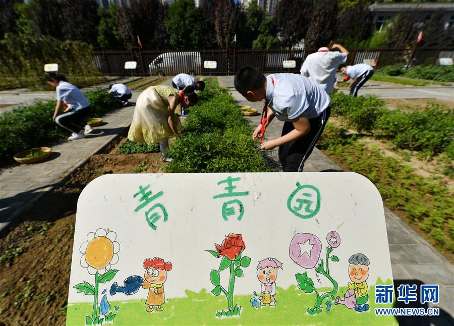 8月31日，学生在西安市小雁塔小学农耕劳动实践基地采摘辣椒。