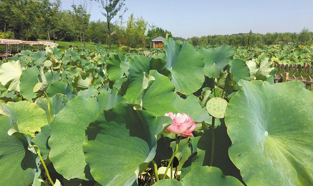 百里画廊 千亩荷塘