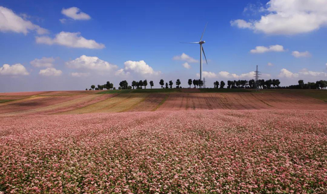 【三秦秋实】陕西定边县：荞麦花开引客来