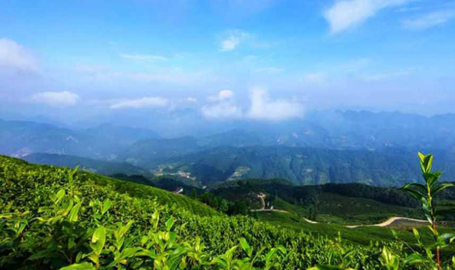 【视觉陕西】汉中勉县：万亩生态茶园美如画