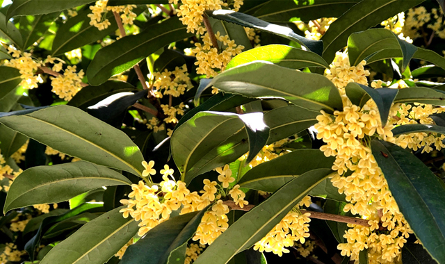 【三秦秋实】陕西略阳县：秋意才起 桂花已满城飘香