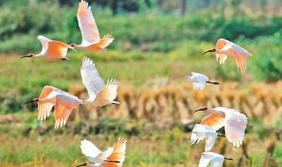 朱鹮 再度起飞在秦岭