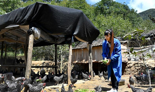 秦岭山区女主播 抱着鸡儿做直播