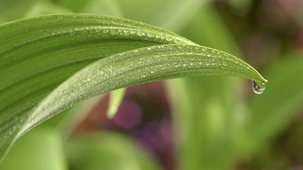 白露節(jié)氣飲“白露茶”吃鰻魚