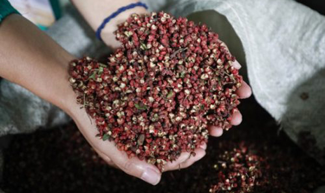 【中国梦•黄河情】狮子头、无刺椒、南强一号，韩城花椒生意越做越红火