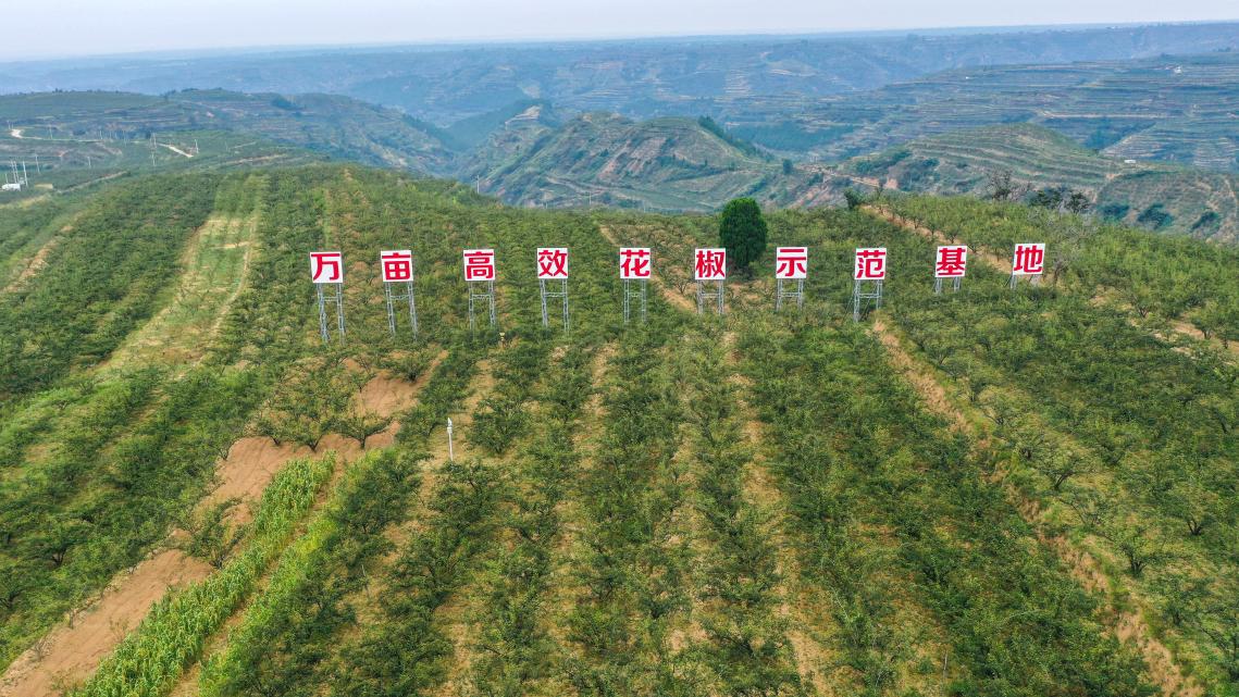 【中國(guó)夢(mèng)·黃河情】八道工序凈選韓城花椒 黃河岸邊“金豆豆”讓農(nóng)民捧上“金飯碗”