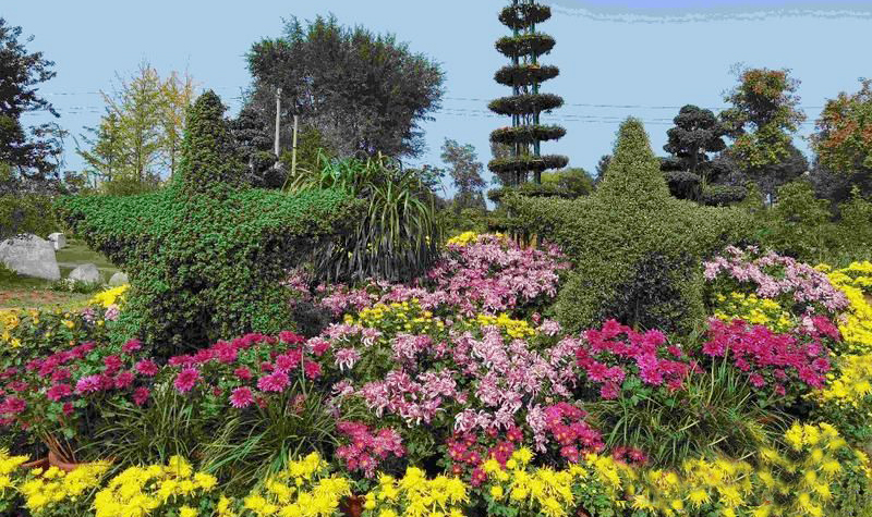 60多个品种4万余株菊花 西安植物园秋季花展等你来