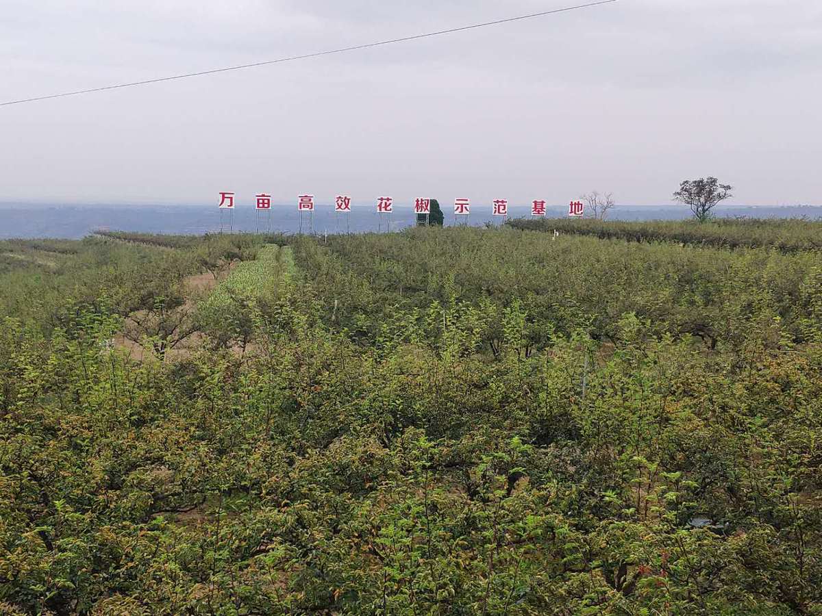 【中國夢·黃河情】陜西韓城花椒產(chǎn)業(yè)：從黃河邊走向全世界