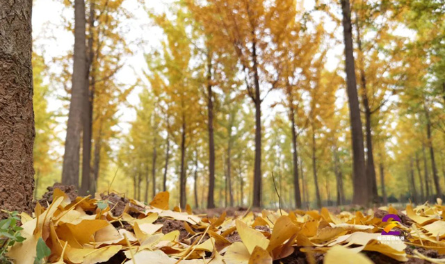 张张大片！西安周边这个银杏林秋景绝美，错过要再等一年！