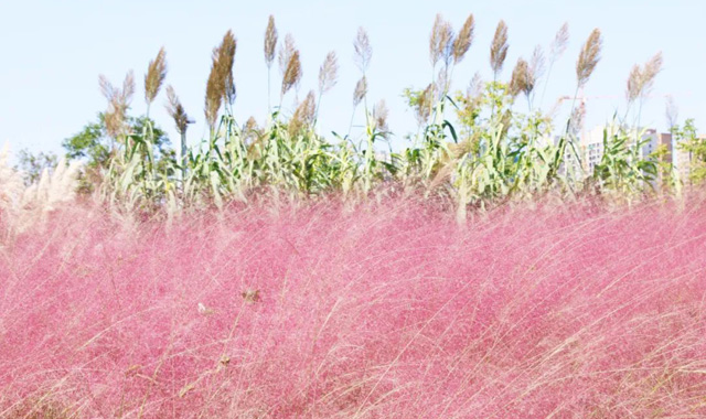 粉色暴击！粉黛子迎来最佳观赏期,快来赴一场西安的深秋浪漫之旅