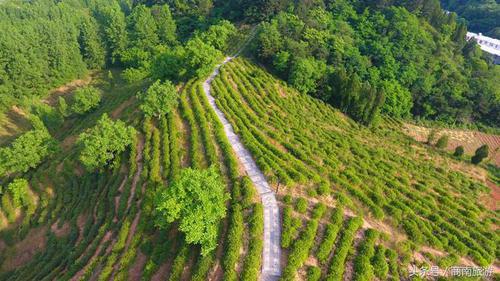 南茶亮相第八屆中國茶葉博覽會獲兩項(xiàng)大獎