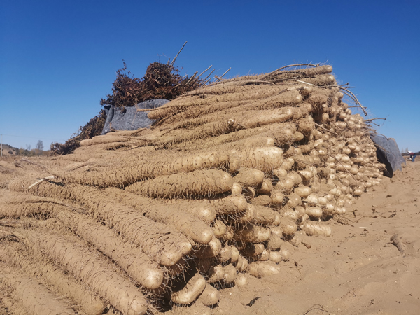 榆陽區(qū)補(bǔ)浪河鄉(xiāng)農(nóng)業(yè)生產(chǎn)社會化服務(wù) 讓農(nóng)民“輕裝上陣”種莊稼