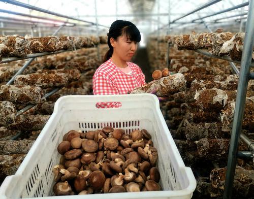 洛南特色產(chǎn)業(yè)讓貧困群眾笑開顏