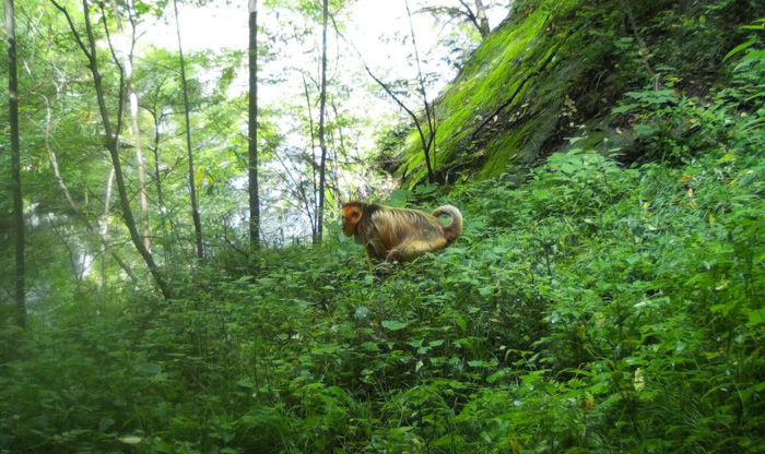 牛背梁自然保护区首次监测到野生川金丝猴