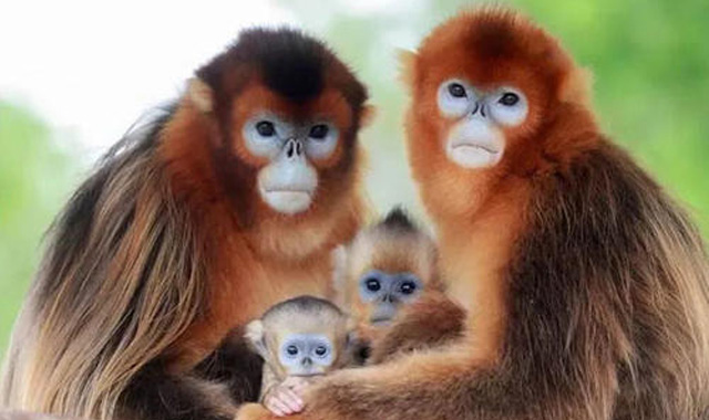 惊喜！陕西牛背梁自然保护区首次监测到野生川金丝猴