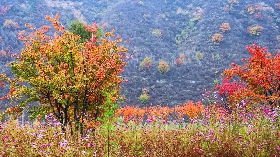 陕西这处“隐秘的角落”浓缩了秋日精华，路线给你安排好了！