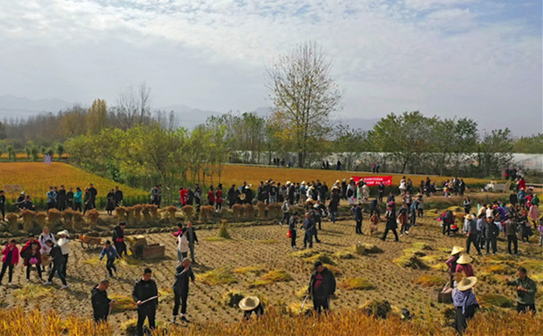 秦岭脚下感受丰收喜悦 割稻打谷更知“粒粒皆辛苦”