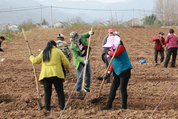 隴縣：和天氣賽跑 搶抓秋季建園