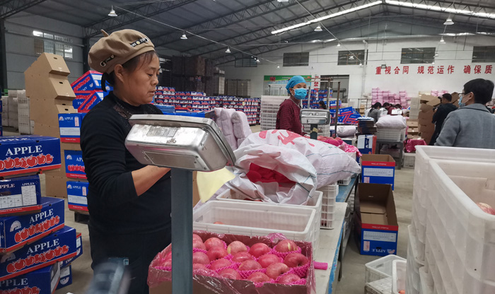 渭南白水县：产业扶贫 苹果先行