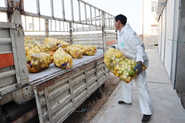 定邊縣回收農(nóng)藥包裝廢棄物 走好農(nóng)業(yè)綠色發(fā)展路