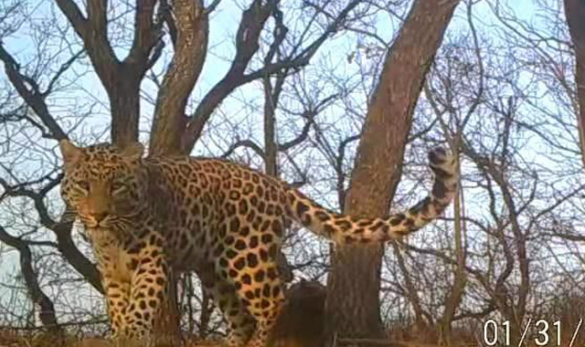 陕西子午岭林区发现我国已知最大华北豹区域种群 约110只