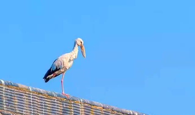 首次发现！钳嘴鹳“到访”陕西洋县