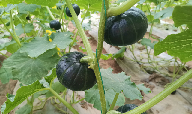 渭南市华阴市：一村一产 走上脱贫致富之路