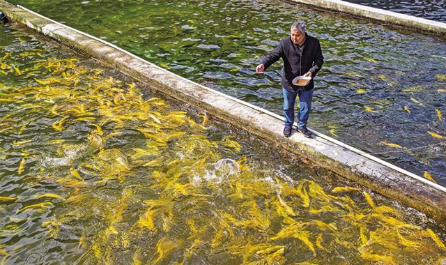 三秦新风貌 流水养鱼 味美生态优