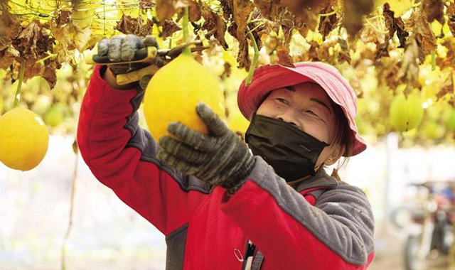 三秦新风貌 蒲城:瓜蒌产业兴村富民