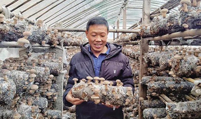 小香菇撑起“致富伞”