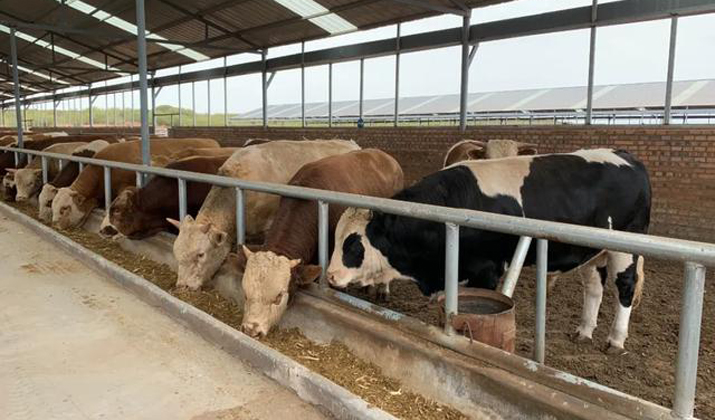 记者走基层｜榆林市政协委员王襁：让农业真正成为有奔头的产业