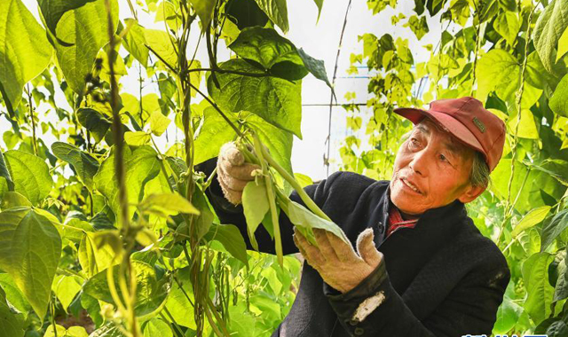 陕西榆阳：大漠冬季蔬果飘香