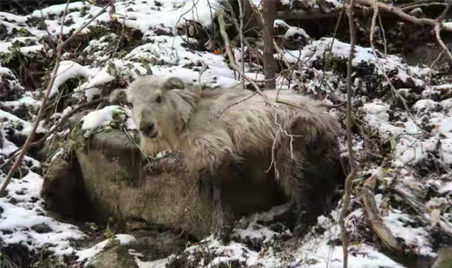 组团来了！太白山多头成年羚牛集体下山觅食