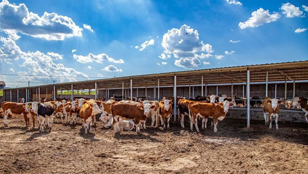 榆陽區(qū)現(xiàn)代畜牧業(yè)“畜”勢勃發(fā)