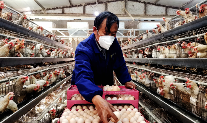 杨绪堂：养鸡场里“奏”出致富歌