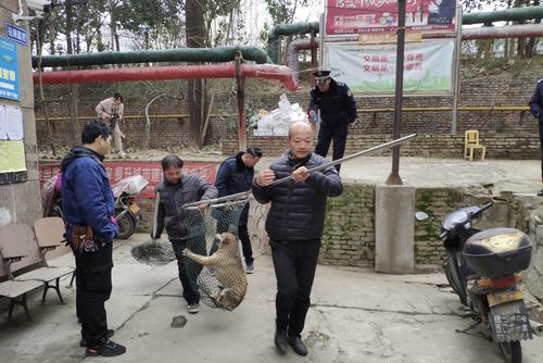 寶雞市金臺(tái)區(qū)專項(xiàng)整治流浪犬：集中捕捉 集中喂養(yǎng)