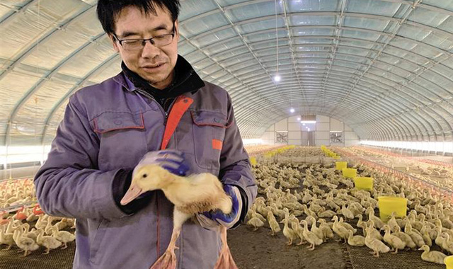 致富鸭子“嘎嘎”叫