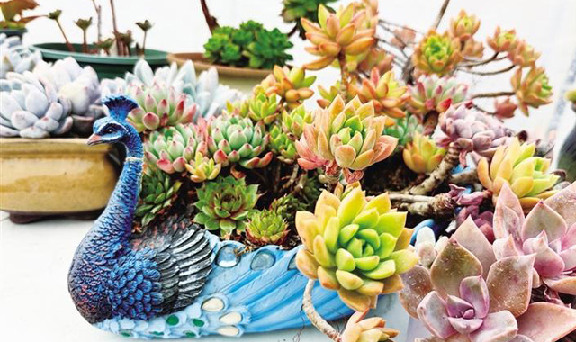 梦幻的“多肉王国”