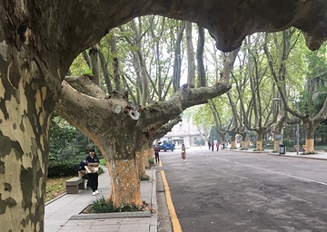 闊別五年 西安友誼路千余棵法國梧桐樹“回家”