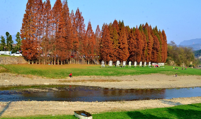 【视觉陕西】陕西宁强县:水杉入云霄 扮靓汉江源