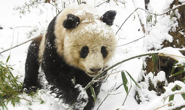 长青自然保护区巡护员连遇惊喜 3公里内偶遇2只野生大熊猫