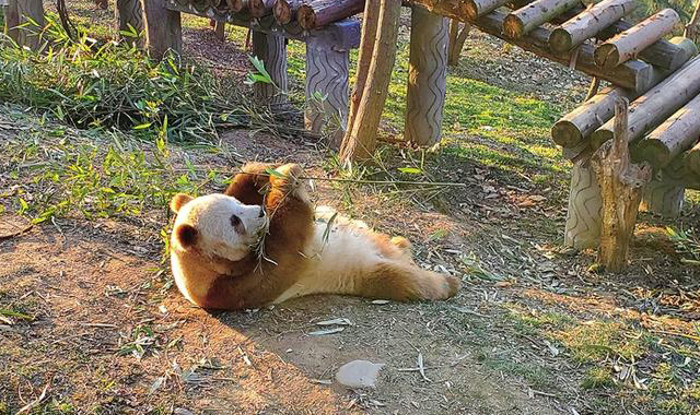 秦岭大熊猫惬意享受午后阳光