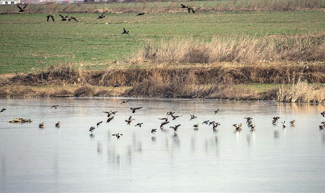 清水河水库：野生鸟类过冬栖息天堂