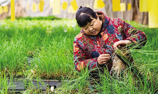 三秦新风貌 水培韭菜 供不应求