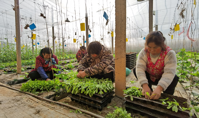 家庭农场蓬勃发展——我省两农场入选全国家庭农场典型案例