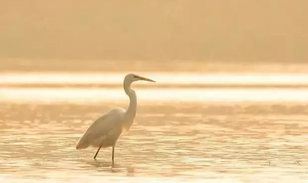 冬季到西安来看鸟