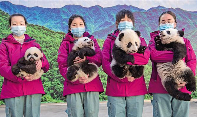 来，一起给大熊猫宝宝起个名