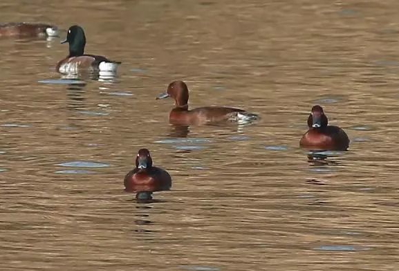 時隔四年！西安再現(xiàn)瀕危物種“青頭潛鴨”