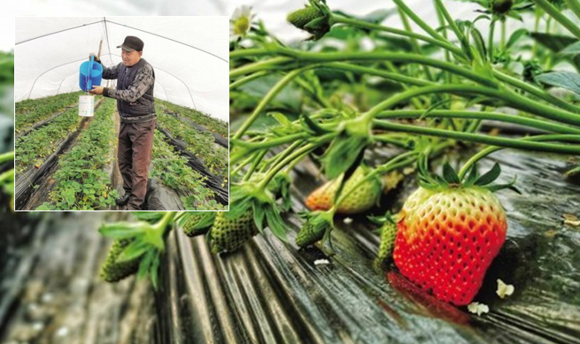 三秦新风貌 数九寒冬草莓红