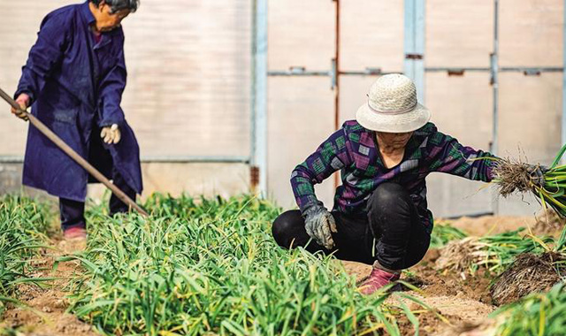 三秦新风貌 寒冬蒜苗香